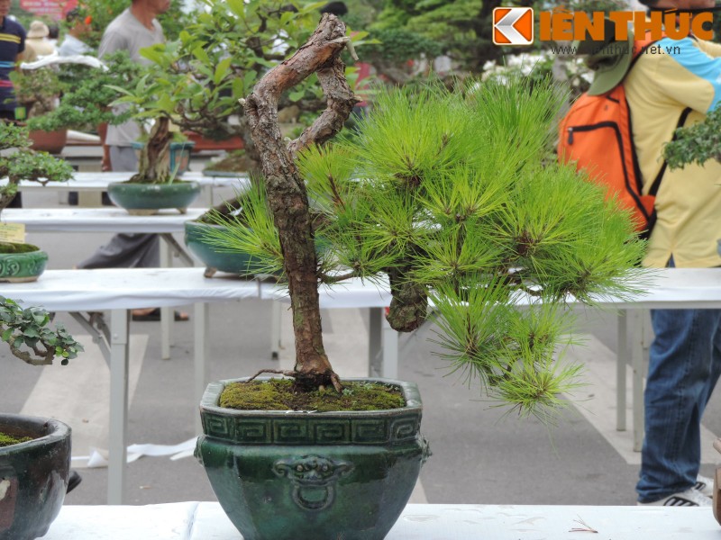Da mat voi loat bonsai mini sieu dep o Ha Noi-Hinh-11
